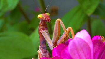 Predator preys on insects. The European mantis Mantis religiosa is a large insect in the family of the Mantidae video
