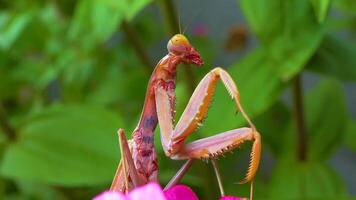 Predator preys on insects. The European mantis Mantis religiosa is a large insect in the family of the Mantidae video