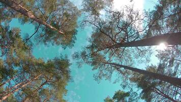 Walking Through the Pine Forest and Looking Up to the Trees. Bottom View of Pine Crowns at Sunny Summer Day. The Sky Can Be Seen Through the Tops of the Trees video