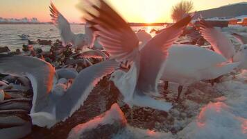 Feeding Birds with Bread Near the River at Sunrise in Cold Winter Day - First Person View, Slow Motion. A Lot of Hungry Ducks, Swans and Seagulls Eat Bread from the Hand and Fighting for Food - POV video