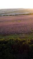 Top view of beautiful landscape with lavender field on background of sun. Shot. Purple field of lavender blossoms illuminated by rays of dawn sun video