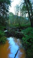 Smooth flight between the trees close to branches in the mystical autumn forest. video