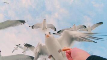 Seagulls Eat Bread from the Hand in Flight - Super Slow Motion. A Lot of Hungry Birds in the Air. Feeding Seagulls with the Bread. Birds are Flying in the Cloudy Sky in Daytime video