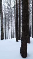 Winter landscape with pine trees covered with snow in white forest. Media. Fairytale winter forest during snowfall. video