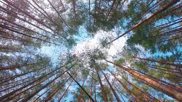 Low Angle View of Colorful Summer Pine Forest, Walking Through the Coniferous Trees - Moving Right. Bottom View of the Tops of Pines at Sunny Summer Day. The Sky Can Be Seen Through the Tops of Pines video