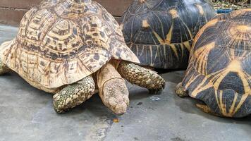 A group of Sulcata tortoises grazing peacefully photo