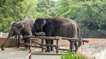 Two elephants, serene and large, Close-up view of elephants in a zoo enclosure photo