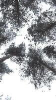 Trees and trunks covered with snow and ice, bottom view. Media. Beautiful tree crowns in winter landscape. video