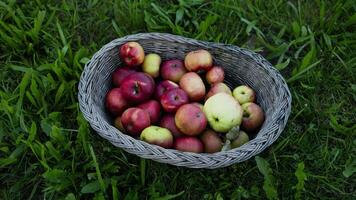 Big red apples in a farm basket. Wicker basket of ripe fresh apples. Product pulled from Apple. Autumn and harvest concept. Apple orchard, harvest. Fruit garden at autumn harvest. video
