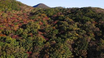Seashore with green, yellow, red tree crowns in deciduous forest in autumn video