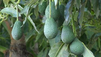 Avocados hanging in a avocado tree video