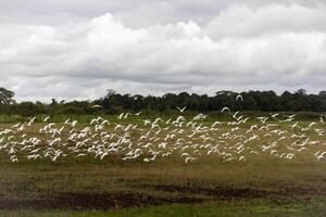 A flock of birds in flight over a grassy field with trees in the background under a cloudy sky at Cano Negro Wildlife Refuge in Costa Rica. photo