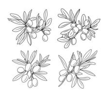 Set of olive tree branches, leaves, fruits or drupes hand drawn with contour lines on white background. Outline drawings vector
