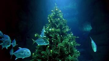 Group of Fish Swimming in Large Aquarium video