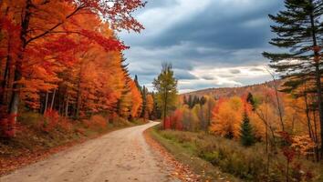 Serene Autumn Path Through Vibrant Forest with Dramatic Cloudy Sky, Perfect for Nature, Travel, and Seasonal Photography Themes photo