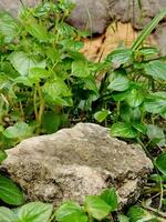 Stone podium tabletop floor in outdoors and green leaf background. Natural product placement photo