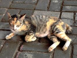 Adorable Cat Relaxing on the Floor photo