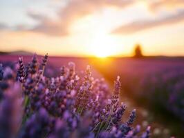 A field of lavender flowers with the sun setting in the background. The sun is casting a warm glow on the flowers, creating a serene and peaceful atmosphere photo