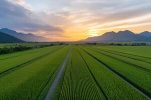 A field of rice is shown in the distance with a beautiful sunset in the background. The sky is filled with clouds, creating a serene and peaceful atmosphere photo
