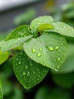 The droplets are small and scattered, giving the leaf a fresh and lively appearance photo