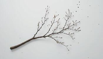 A Single Bare Branch with Buds on White Background Minimalist Nature Photography photo