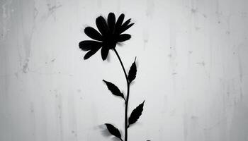Black and White Silhouette of a Single Flower Against a Textured Background A Study in Minimalism and Contrast photo