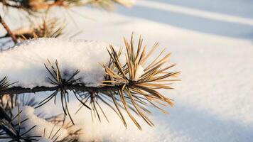 A pine branch covered in snow photo
