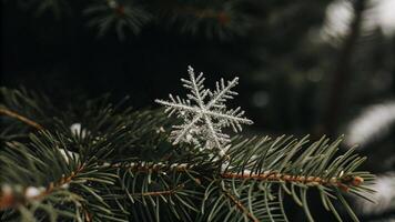 A snowflake is sitting on top of a pine tree photo
