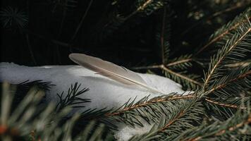 A feather is sitting on top of a pine tree photo