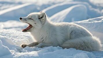 An arctic fox with its tongue sticking out, panting after playing in the snow under natural light photo