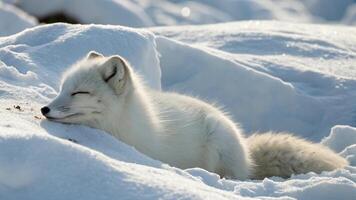 An arctic fox resting in the snow, its fur blending into the snowy environment under natural light photo