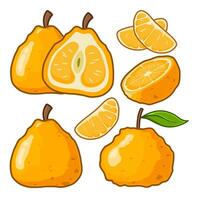 bunch of ugli fruit in various shapes vector