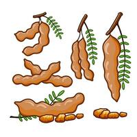 Tamarind set, both whole and sliced, are elegantly arranged to showcase their shapes and colors. vector
