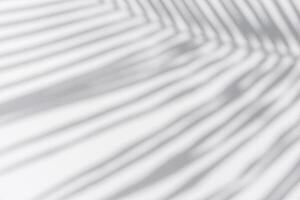 Shadow of palm leaves sway in the wind on white background photo