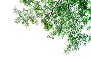 Tree branch and green leaves isolated on white background photo
