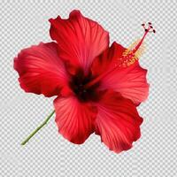 Red hibiscus flower on transparent background photo