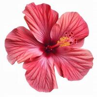 A large pink hibiscus flower is shown on a white background photo