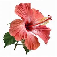 A large pink hibiscus flower is shown on a white background photo