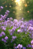 Flowers in the sun with a bokeh effect photo