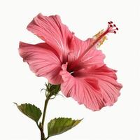 A single pink hibiscus flower is shown against a white background photo