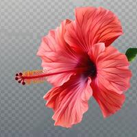 A red hibiscus flower on a transparent background photo