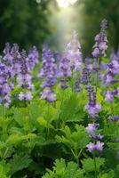 A field of purple flowers with sunlight shining through photo