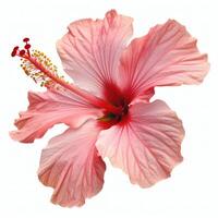 A pink hibiscus flower is shown on a white background photo