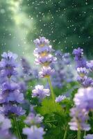 Purple flowers in the rain with a green background photo