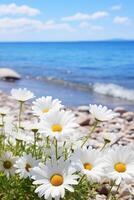 White daisies on the beach by the water photo
