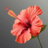 A red hibiscus flower is shown on a gray background photo