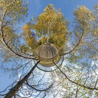 A tree with leaves on it and a sky photo