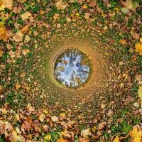 A circular view of leaves and trees in the ground photo