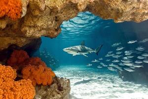 A captivating underwater scene showing a bull shark gliding near the bottom of a vibrant tropical coral reef, surrounded by colorful marine life photo