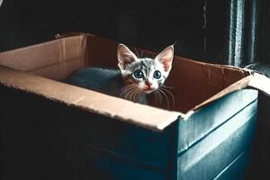 Adorable kitten playfully sitting in a cardboard box, with selective focus highlighting its soft fur and curious expression, capturing the innocence and charm of the moment photo